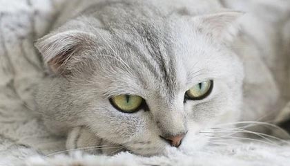 KOK体育登录入口-马德兴：减薪举措足协提倡“协商” 幅度不超过50%